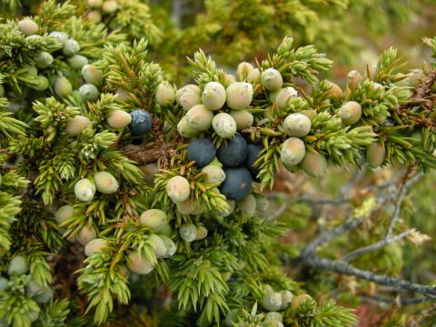 juniperus_communis_berries.jpg