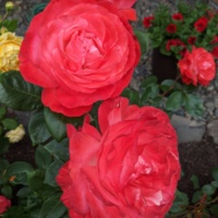 Pair of Roses.jpg